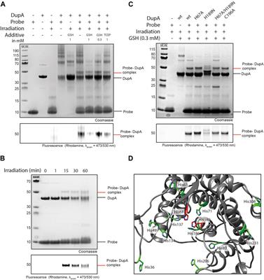 Capturing Legionella pneumophila effector enzymes using a ubiquitin derived photo-activatable probe